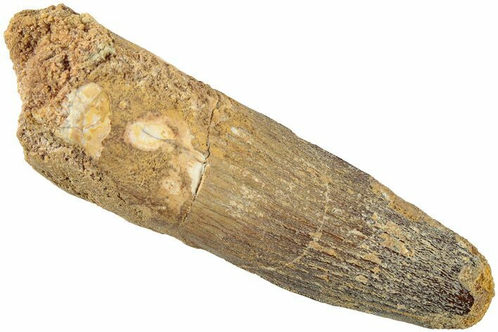 Fossil Spinosaurus Tooth - Real Dinosaur Tooth #235107